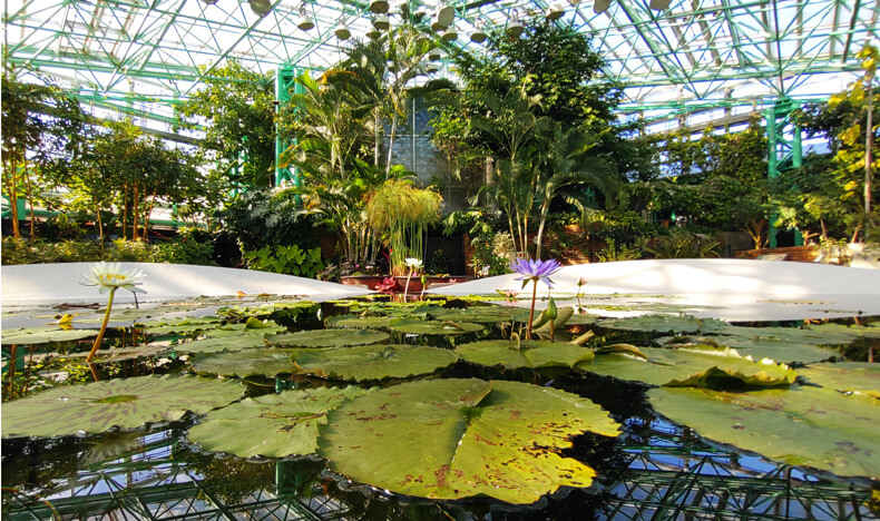 数多くの水生植物の宝庫である琵琶湖のほとり、草津市・烏丸半島に位置する草津市立水生植物公園みずの森