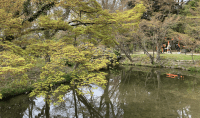 京都府立植物園の青楓