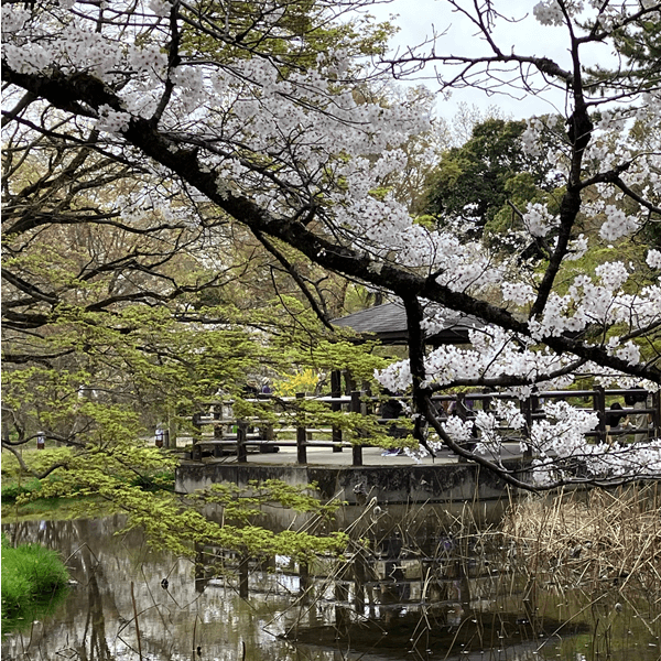 京都府立植物園のハス池